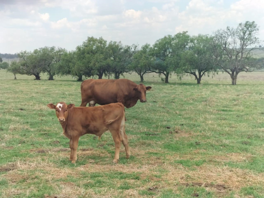 0 Bedroom Property for Sale in Bethlehem Rural Free State